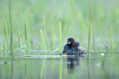 Yaygın yunus, Taşibaptus ruficollis grebe