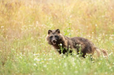 Rakun köpeği Nyctereutes köpeği