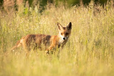 Kızıl Tilki Vulpes Vulpes