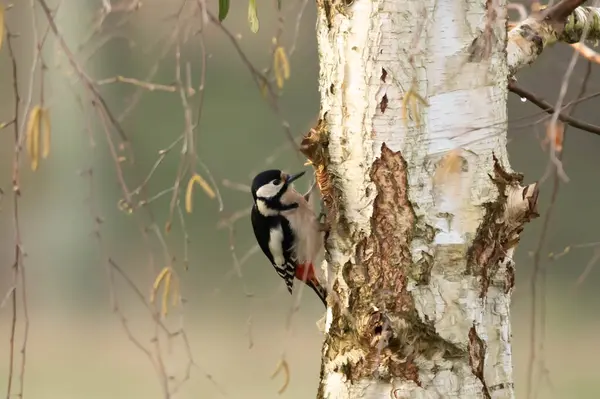 Woodpecker Woodpecker Dryobates 미성년자 — 스톡 사진