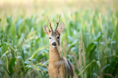 Sarna europejska (Capreolus capreolus) kozio