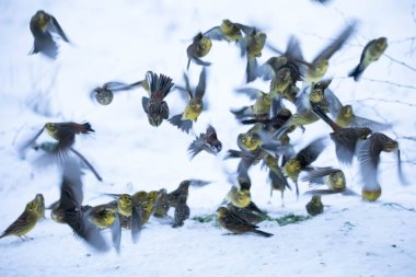 Ortak Bunting, Emberiza citrinella