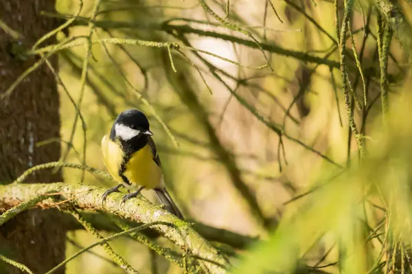 Great tit, great tit Parus major