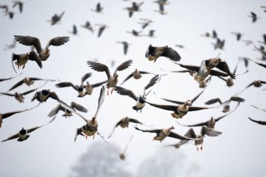 Beyaz yüzlü kaz (Branta lökossis)