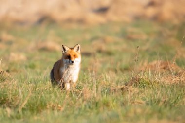 Lis rudy , lis pospolity (Vulpes vulpes)