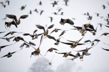 Gökteki güvercin sürüsü