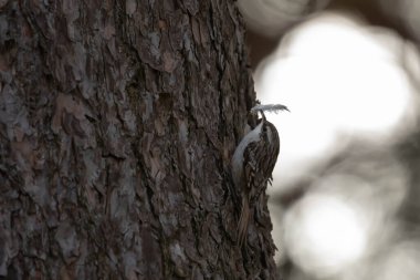 great white woodpecker ( dendrocopos major ) in the forest clipart