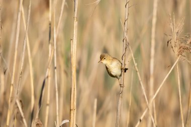Doğada yaygın sazlık