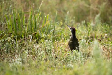 yaygın sülün (sisisius colsichicus )