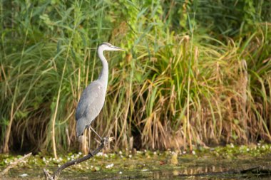 doğal yaşam alanı içinde gri balıkçıl
