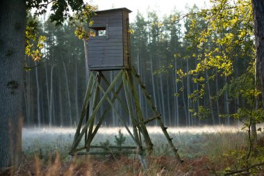 Ormanda ağaç olan ahşap kulübe.