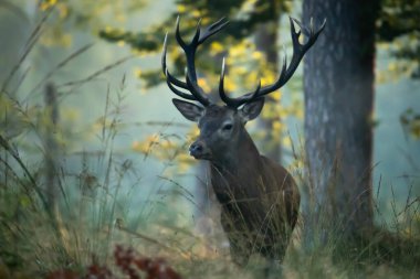 Sonbahar ormanında kızıl geyik. Doğadaki vahşi hayvan. Vahşi yaşam hayvanı