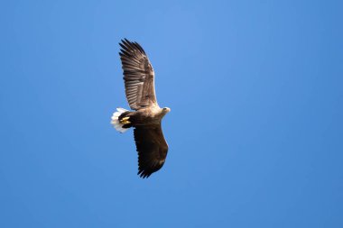 Gökyüzünde uçan bir kara kartal