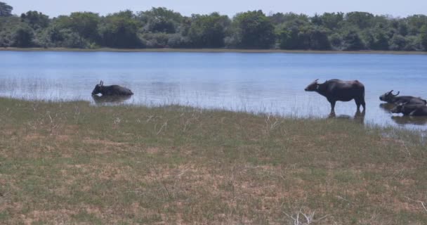 斯里兰卡Udawalawe国家公园的野生水牛逃离了酷热的湖水 — 图库视频影像