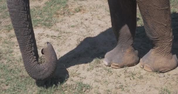 Egy Elefánt Füvet Eszik Srí Lanka Udawalawe Nemzeti Parkban — Stock videók