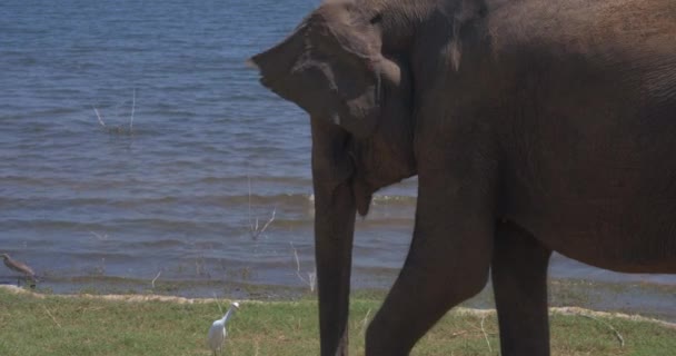 Elefante Comiendo Hierba Parque Nacional Udawalawe Sri Lanka — Vídeo de stock