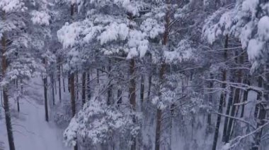 Karlı bir kış ormanının insansız hava aracı görüntüleri.