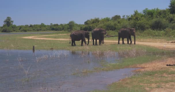 Olifanten Spetteren Modder Het Udawalawe National Park Van Sri Lanka — Stockvideo