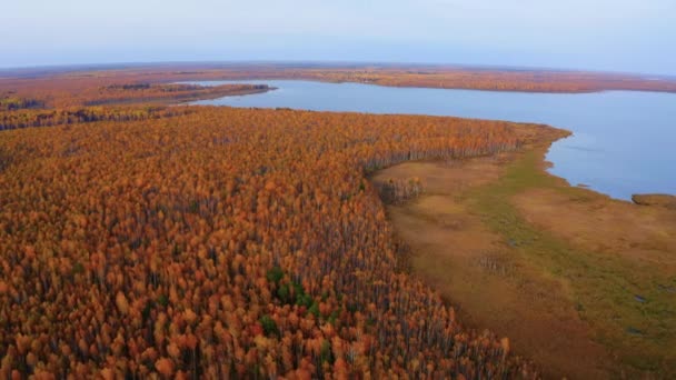 秋天被五彩斑斓的森林环绕的美丽湖泊的空中画面 — 图库视频影像