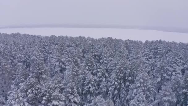Aereo Drone Filmato Paesaggio Nevoso Foresta Invernale — Video Stock