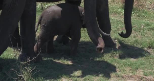 スリランカのウダワラワラ国立公園で生まれたばかりの赤ちゃん象の家族の閉鎖 — ストック動画
