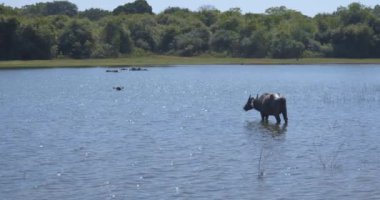 Sri Lanka 'nın Udawalawe Milli Parkı' ndaki gölün sıcağından kaçan vahşi bufalolar.