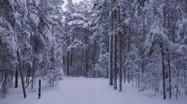 Karlı kış ormanı manzarasında kayma görüntüsü