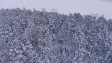 Karlı bir kış ormanının insansız hava aracı görüntüleri.