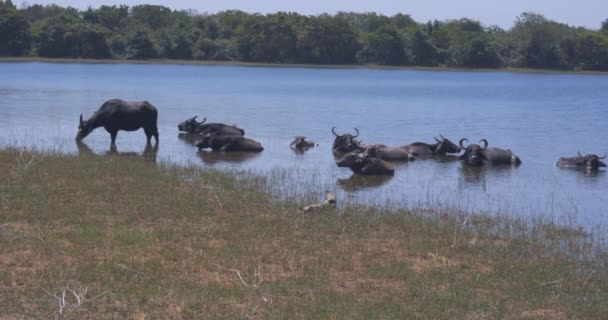 Wilde Büffel Entkommen Der Hitze Udawalawe Nationalpark Sri Lanka — Stockvideo