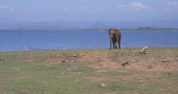 Слон Ест Траву Национальном Парке Удавалаве Шри Ланки — стоковое видео