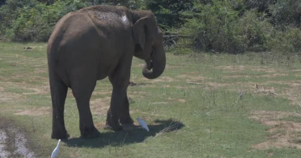 Elefant Äter Gräs Udawalawe Nationalpark Sri Lanka — Stockvideo
