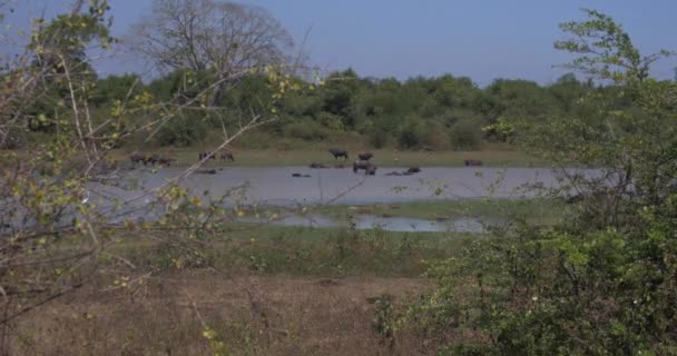 强盗鳄鱼 一些野生水牛和乌达瓦拉维国家公园湖边的鲱鱼 斯里兰卡 — 图库视频影像