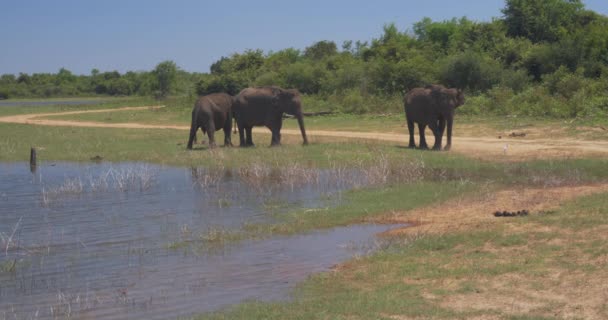 Слоны Брызгают Грязью Национальном Парке Удавалаве Шри Ланки — стоковое видео