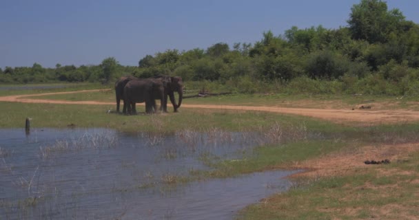 Слони Бризкають Брудом Національному Парку Удавалаве Шрі Ланка — стокове відео