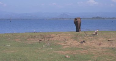 Sri Lanka 'daki Udawalawe Ulusal Parkı' nda ot yiyen bir fil.
