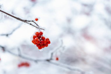 Kış günü karla kaplı donmuş kırmızı rawanberry. Sığ dof