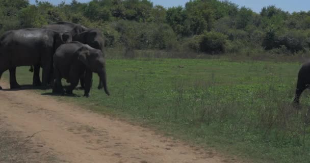 Närbild Elefantfamilj Med Nyfödd Elefant Udawalawe National Park Sri Lanka — Stockvideo