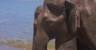 Sri Lanka 'daki Udawalawe Ulusal Parkı' nda ot yiyen bir fil.