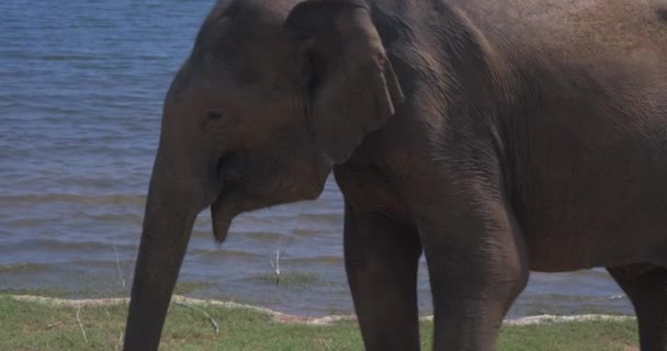 Elefante Comiendo Hierba Parque Nacional Udawalawe Sri Lanka — Vídeos de Stock