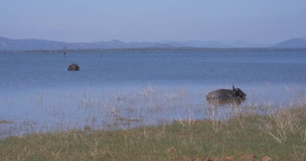 斯里兰卡Udawalawe国家公园的野生水牛和大象从炎热的湖中逃脱 — 图库视频影像
