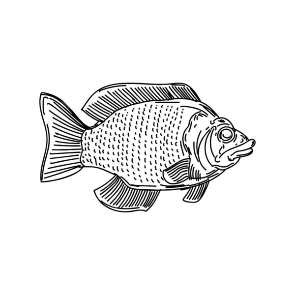 Perch Fish Hand Drawing Fish Vector Illustration — Stock Vector