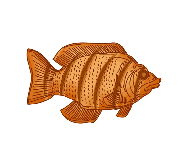 Gebratener Fisch Isoliert Gebratener Barsch Vector Illustration — Stockvektor
