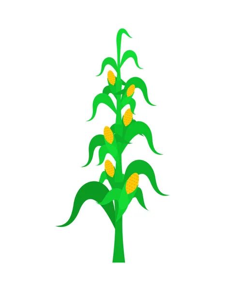 Arbusto Milho Isolado Ilustração Vetorial — Vetor de Stock