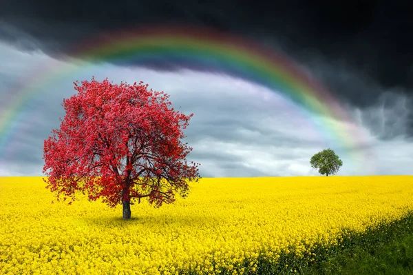 Piękna Przyroda Bardzo Kolorowe — Zdjęcie stockowe