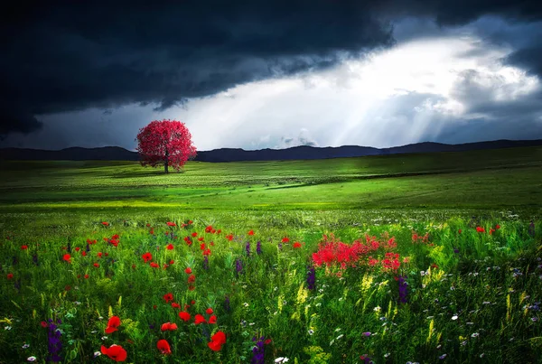 Güzel Doğa Çok Renkli — Stok fotoğraf