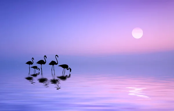 Stunning Colors Blue Sea Sunrise Flamingos Water — Stock Photo, Image