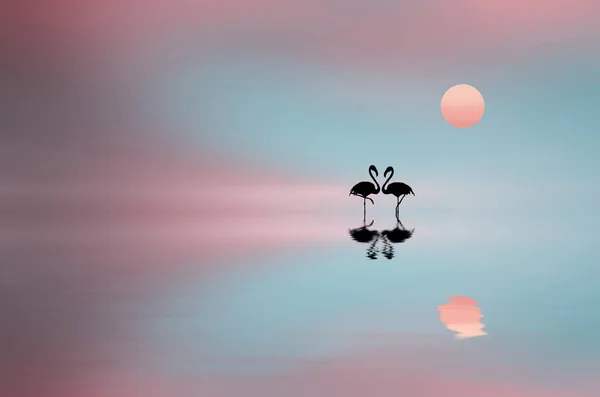 해돋이와 홍학의 아름다운 — 스톡 사진