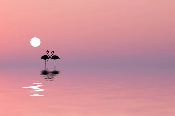 Cores Deslumbrantes Nascer Sol Azul Mar Flamingos Água — Fotografia de Stock