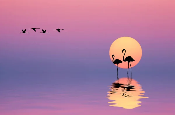 Prachtige Kleuren Van Blauwe Zee Zonsopgang Flamingo Het Water — Stockfoto