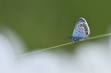 Kelebek güzel böcek çok renkli.